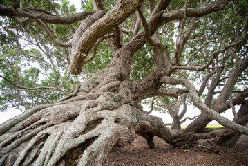 Obraz premium New Zealand Pohutukawa Tree on the Thames Coromandel Coast