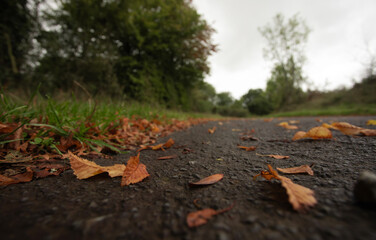 Obraz premium Ground-level close-up of fallen autumn leaves on asphalt road, shallow depth of field and copy space.