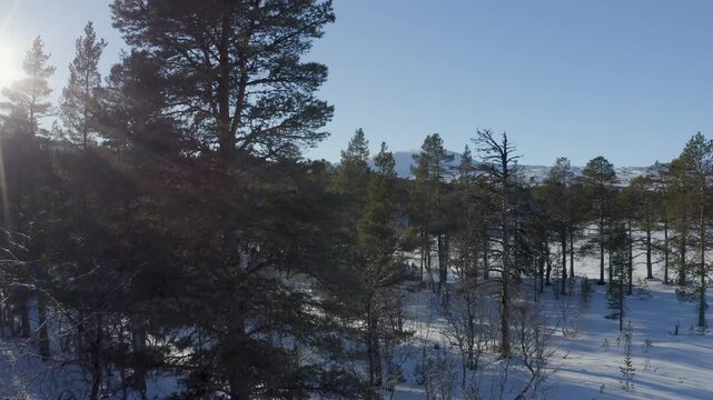 Aerial drone flying over snowy Norwegian mountain forest landscape in winter sunnlight.