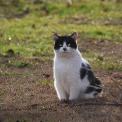 Fototapeta premium A black and white cat, backlit by late winter sunshine.