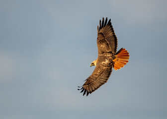 red tailed hawk flying up close over the pacific ocean showing stunning red tail on a banking turn  © Khaleel