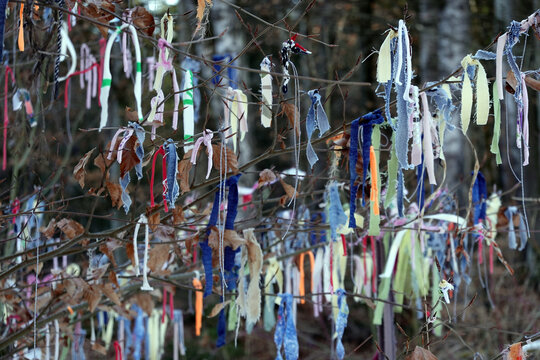 Wunschbaum - ein Baum voller Stoffstreifen - ein heidnisches Ritual