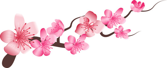 Japanese cherry blooming. Pink flowers tree branch