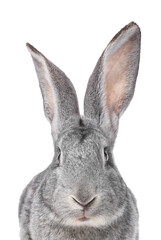 Obraz premium Cute fluffy Easter bunny isolated on white