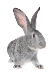 Obraz premium Cute fluffy Easter bunny isolated on white