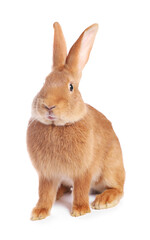 Naklejka premium Cute fluffy Easter bunny isolated on white