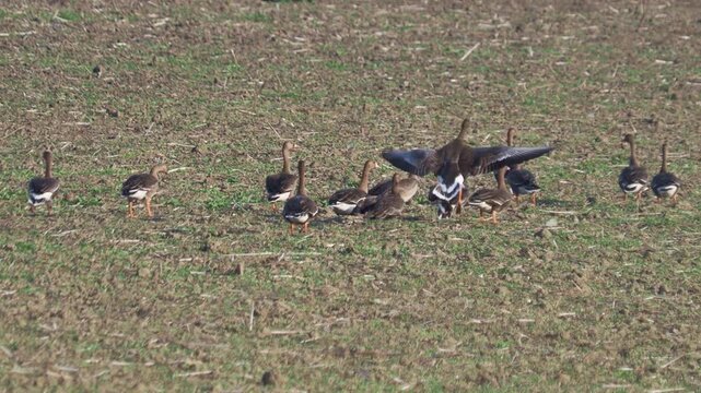 Greater white-fronted goose flock taking off from agricultural stubble field in late autumn