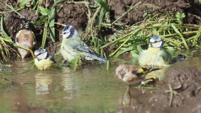 Blue tits and European goldfinches bathing at forest stream, alarm call triggers sudden flight
