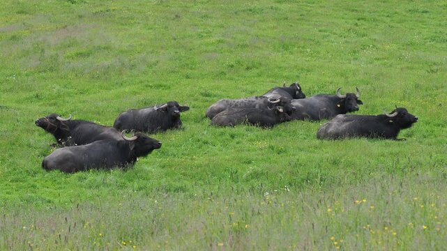 Domestic water buffalo resting on a green meadow
