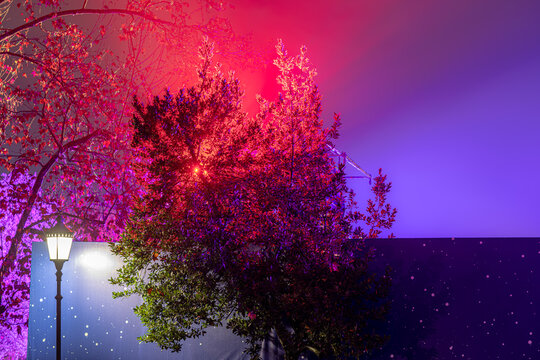 luci colorate e albero di notte