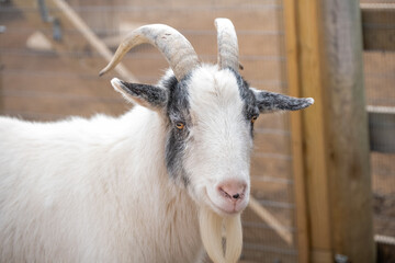 Fototapeta premium Goat in a barn looking at the camera on a sunny day in a farm setting