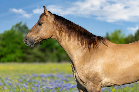 Dun Quarter Horse in Texas Bluebonnets