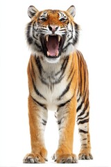 Obraz premium Fierce roaring tiger with striking stripes isolated on white background