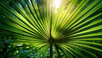 Obraz premium Tropical Palm Leaves In Sunlight Green Foliage Background