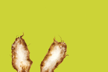 Handmade felted bunny ears on a bright green background with wide copy space.  © Dina