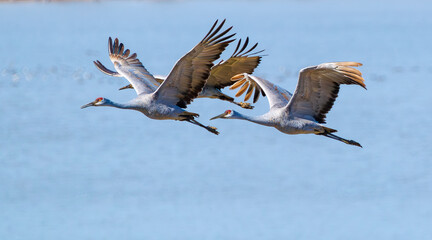 Migrating Sandhill Cranes flying over Hiwassee Wildlife Refuge in Birchwood Tennessee.  © Wildspaces