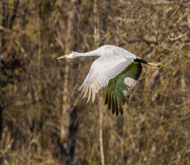 Obraz premium Migrating Sandhill Cranes flying over Hiwassee Wildlife Refuge in Birchwood Tennessee. 
