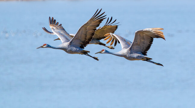 Migrating Sandhill Cranes flying over Hiwassee Wildlife Refuge in Birchwood Tennessee. 