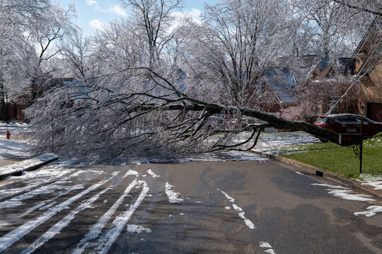 Ice Covered Tree In The Middle Of A Neighborhood Road
