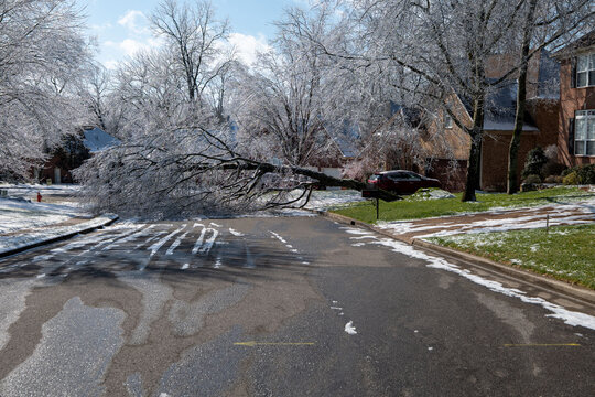 Ice Covered Tree In The Middle Of A Neighborhood Road