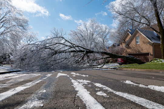 Ice Covered Tree In The Middle Of A Neighborhood Road