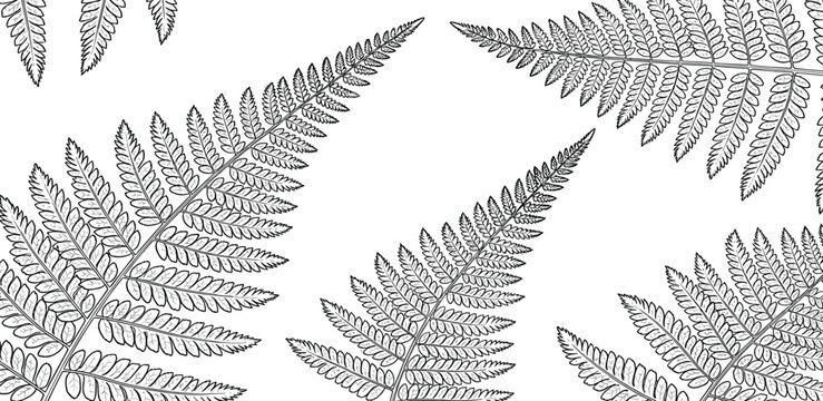 A close-up view of intricately illustrated fern leaves against a clean background from a direct viewpoint
