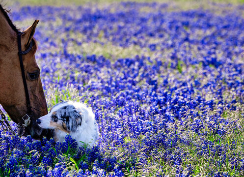 horse and dog  friends in Texas bluebonnet meadow