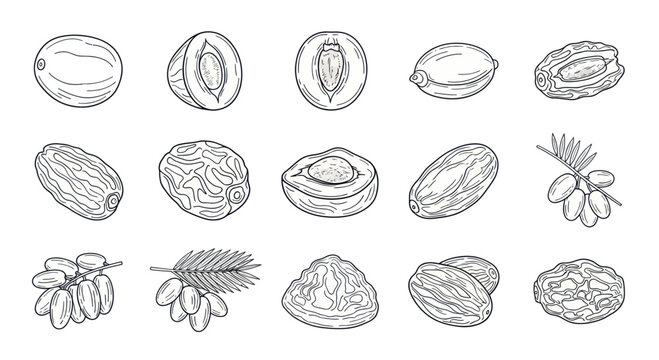 Hand drawn date palm fruits and seeds sketches collection isolated on white background, botanical illustration for food and agriculture design