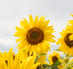 Fototapeta premium Sunflowers 
