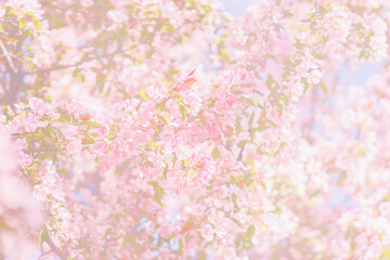 Obraz premium Pink cherry blossom flowers on tree branches with soft sunlight, blurred backdrop creating floral spring background. Natural pastel background with cherry blossom texture, seasonal design, copy space