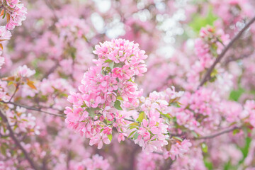 Pink cherry blossom flowers on tree branches with soft focus and blurred floral backdrop in spring park. Natural tender background with cherry blossom texture for seasonal design, copy space