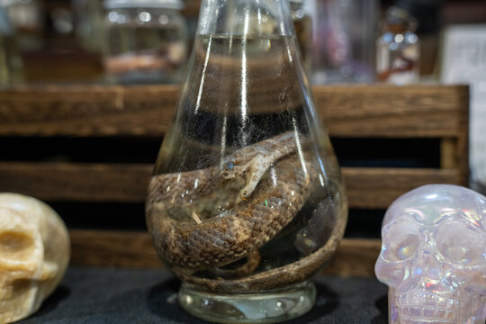 mummified snake in a jar