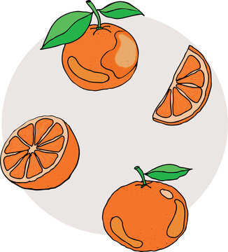 Tangerine fruit set on grey circle background. Vector illustration of whole oranges and slices with green leaves.