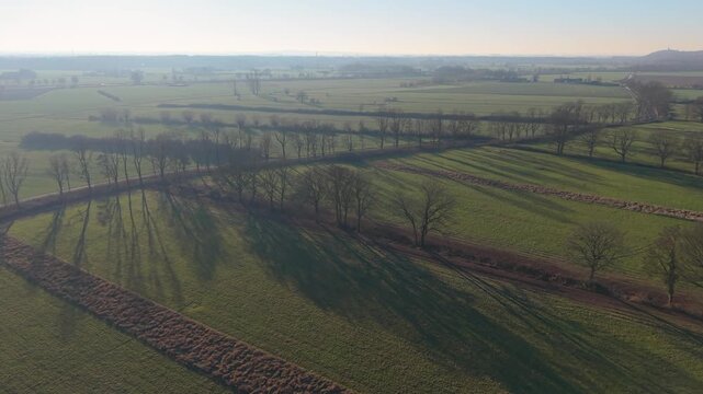 Aerial view of green rural fields divided by rows of leafless trees casting long shadows under a clear sky during calm early morning or late afternoon light.