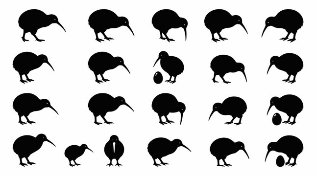 Set of kiwi bird silhouette vector collection. Black shapes of New Zealand flightless animal in various poses, walking, pecking and standing isolated on white background.