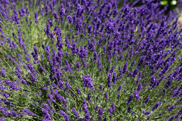 Obraz premium Blooming lavender flowers in summer garden with aromatic purple blossoms, natural herbal plant used in aromatherapy, relaxation wellness and essential oil production concept
