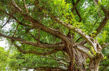 Fototapeta premium Ancient banyan tree with sprawling branches and lush green canopy.