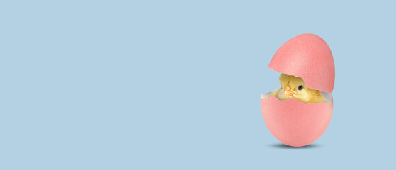 Cute Easter chick in eggshell on pastel light blue background. Banner design with space for text © New Africa