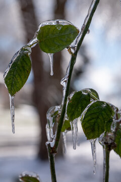 Ice Covered Rose Bush Stem and Leaves Close Up
