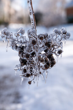 Ice Covered Crepe Myrtle Branch With buds