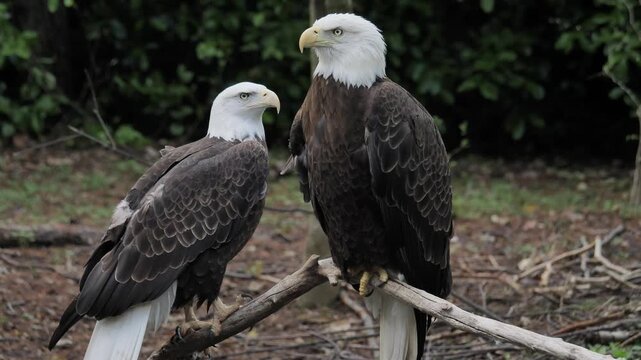 two bald eagle 