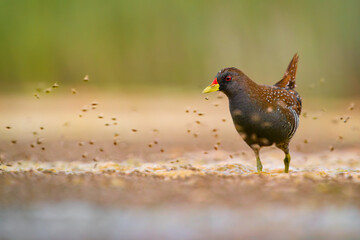 Obraz premium Australian crake (Porzana fluminea) foraging in shallow wetland, surrounded by insects. Secretive rail of freshwater marshes across Australia, rarely seen species adapted to dense vegetation