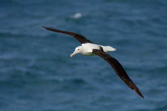 Northern Royal Albatross Diomedea sanfordi gliding low over ocean surface, massive wingspan, elegant seabird in flight above blue sea, iconic pelagic species, bird soaring across open sea.