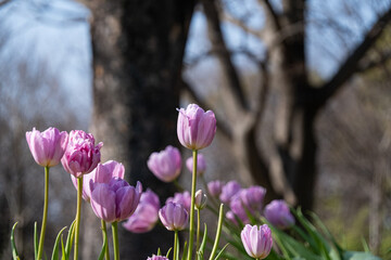 アイスチューリップ