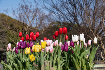 アイスチューリップ