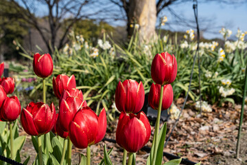 アイスチューリップ