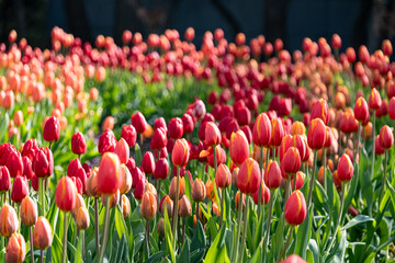 アイスチューリップ