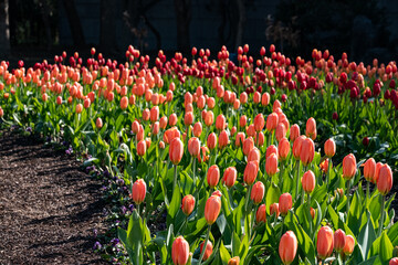 アイスチューリップ