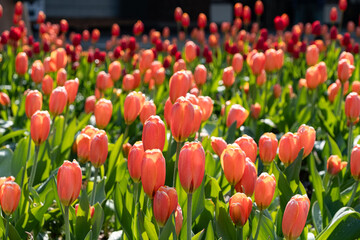 アイスチューリップ