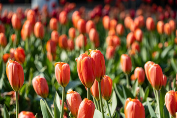 アイスチューリップ